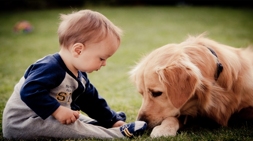 Evcil Hayvanlar ve Bebekler Bir Arada Yaşayabilir mi?
