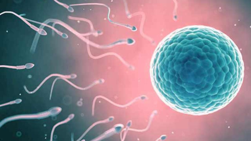 15 Günlük Hamilelik