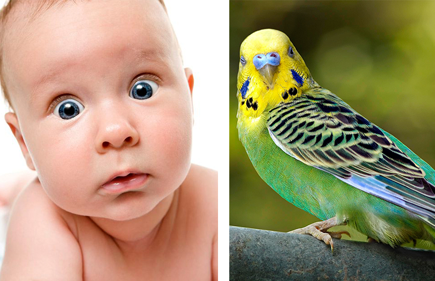 Bebeklerin Muhabbet Kuşları ile Olan 8 Benzerliği