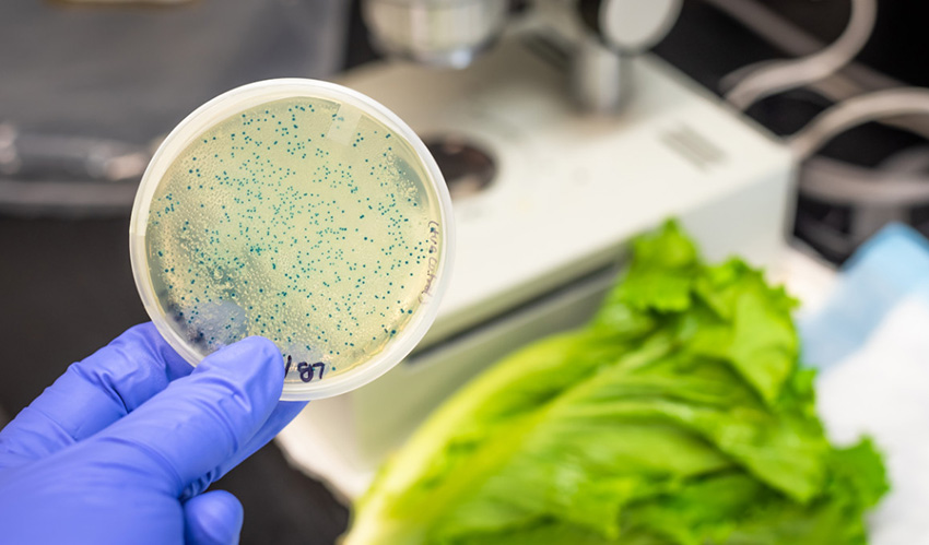 Escherichia Coli Nedir? Nasıl Korunulur?