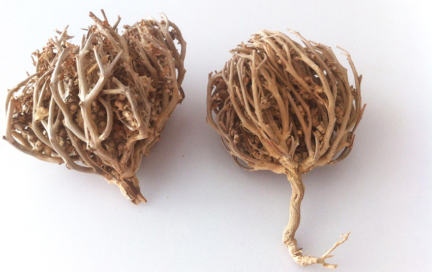 Meryem Ana Otu (Fatma Ana Eli Otu) Nasıl Kullanılır?