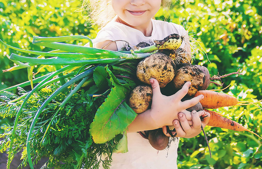 Mevsim Sebzeleri: Hangi Ayda Hangi Sebze Yenmeli?