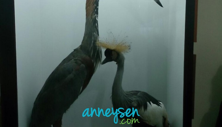 https://i.anneysen.com/gallery/678/155c3fbe3cef574da1258dcf59d9cb66.jpg