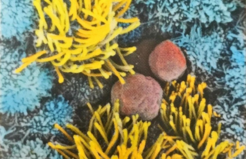 1 günlük gebelik foto