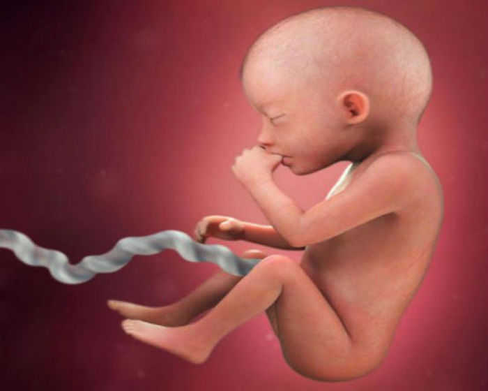 Gebeliğin ikinci üç aylık dönemi. Bebeğin gelişimi ve annenin sağlığı Gebeliğin ikinci üç aylık dönemi. Bebeğin gelişimi ve annenin sağlığı