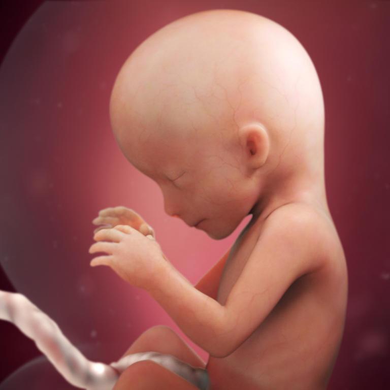 Gebeliğin ikinci üç aylık dönemi. Bebeğin gelişimi ve annenin sağlığı Gebeliğin ikinci üç aylık dönemi. Bebeğin gelişimi ve annenin sağlığı