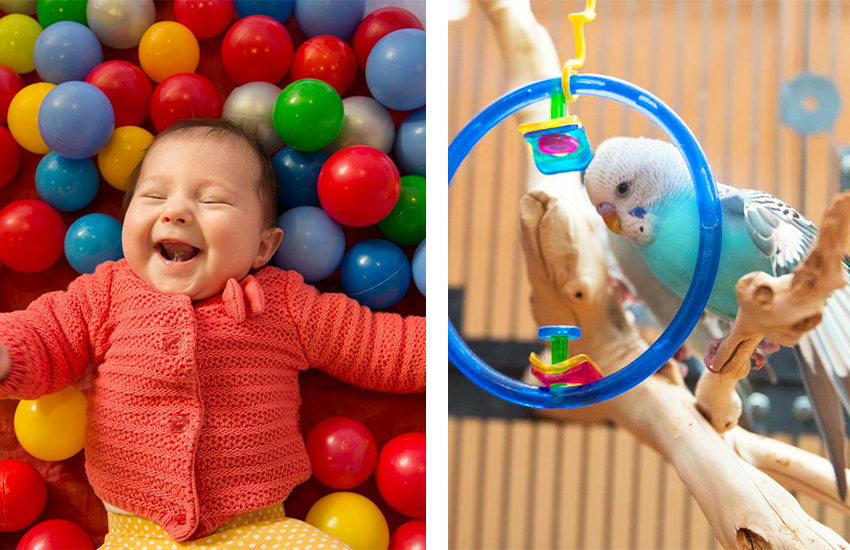 Bebeklerin Muhabbet Kuşları ile Olan 8 Benzerliği Anneysen