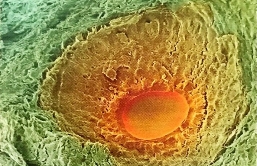 7 günlük hamilelik foto