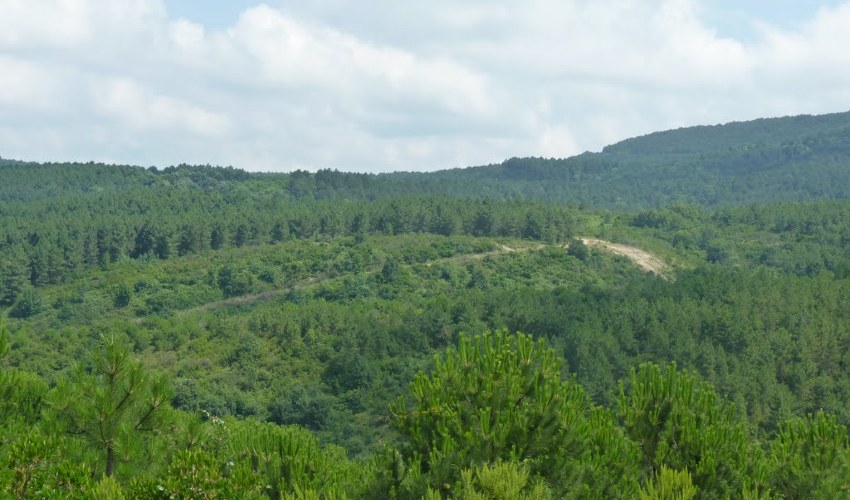 Alemdağ Ormanı