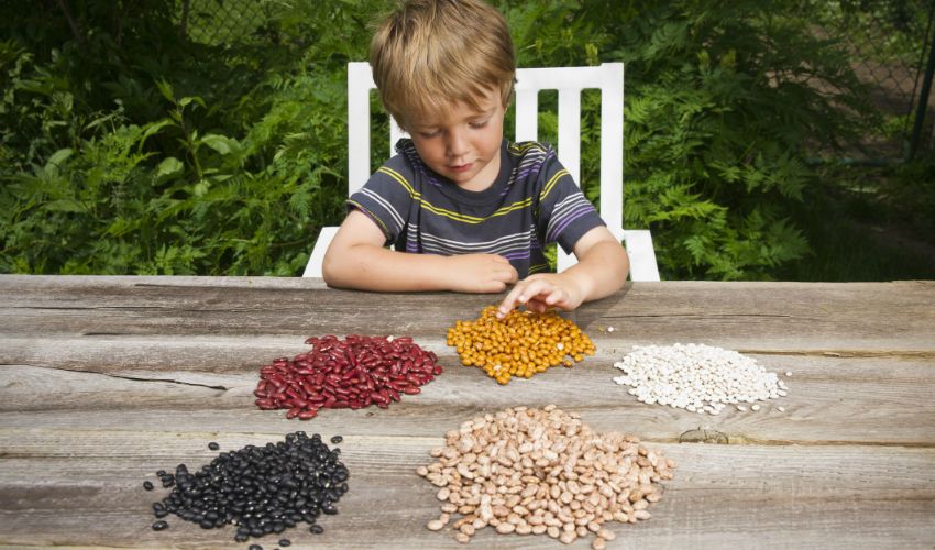 Fasulye toplama ve dökme