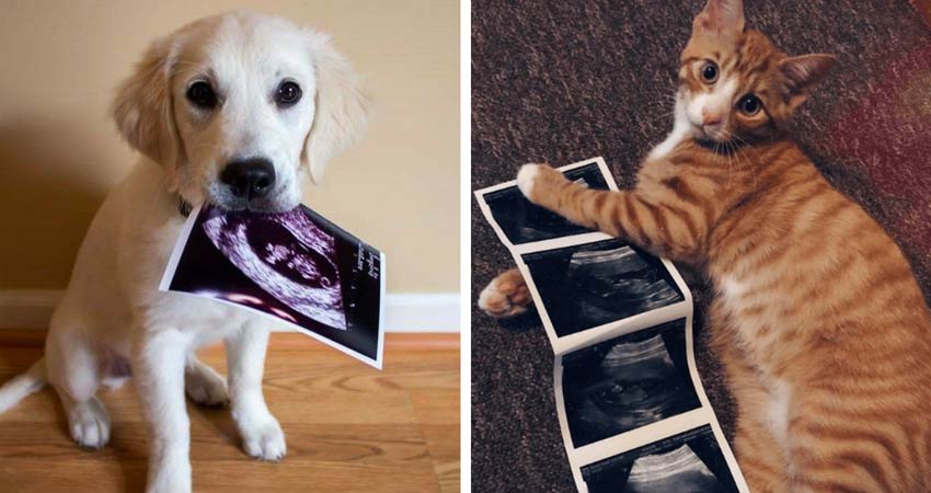 hamileliği duyurmak hamileliği duyurmak