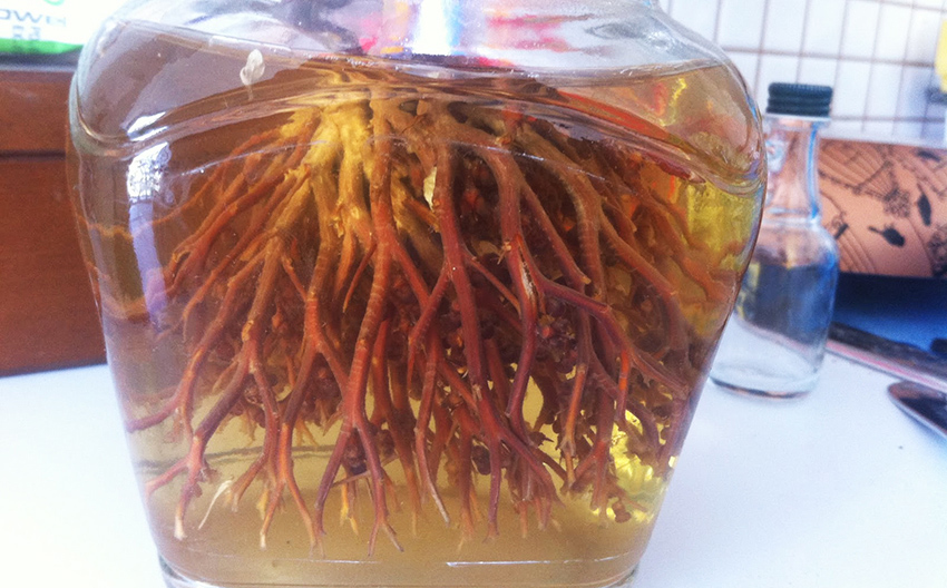 Meryem Ana otu hamile kalmak için nasıl kullanılır