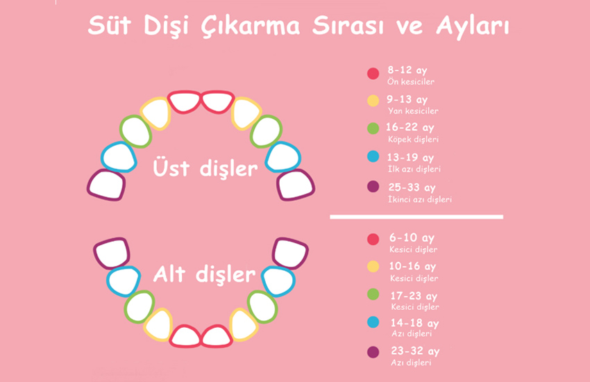 Süt dişleri ne zaman çıkar Bebeklerde süt dişi çıkarma sırası nasıldır
