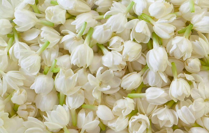 yasemin çiçeği yatak odası