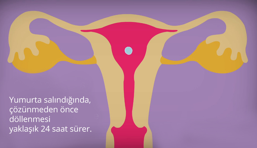 yumurtlama dönemi hesaplama